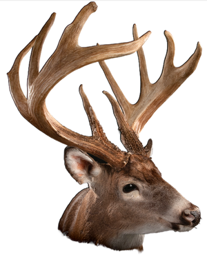 A taxidermy-style deer head mount with large antlers, shown in side profile on a plain white background.