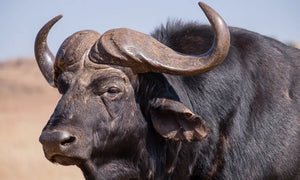 A close-up side profile of a dark buffalo or waterbuck with large curved horns, shown outdoors against a pale blue sky and sandy background.