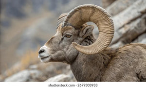 A close-up side profile of a brown ram with large curved horns, set against a blurred rocky mountain background.